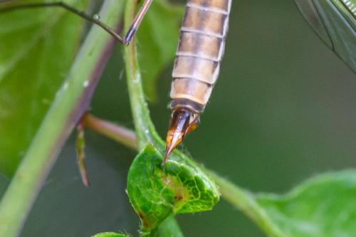 Réf. 275 773 : Tipula selene